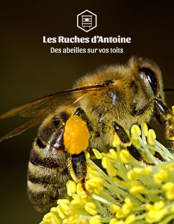4 - Récolte de votre miel