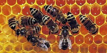 abeilles consomment miel abeilles consomment miel